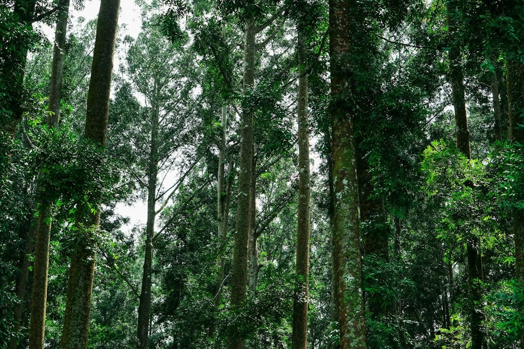 Building Climate-Resilient Forests for Future Generations